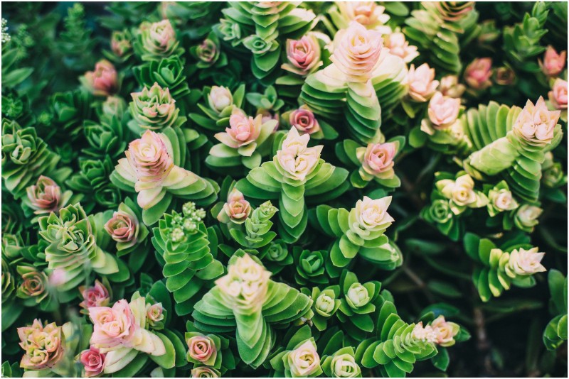 GarickvanStaden_Reinard&Lillian0874